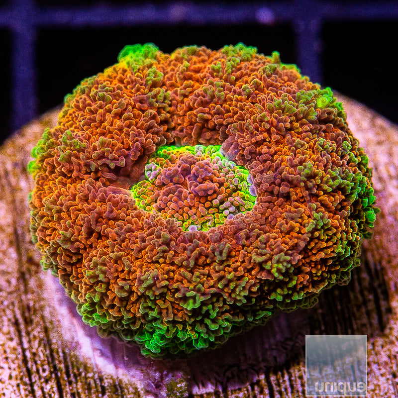 Rare Croc Island Scoly Wysiwyg product photo from Unique Corals
