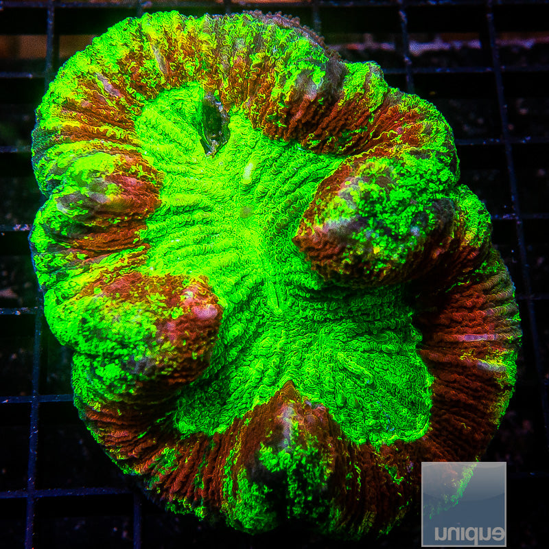 Master Highlighter Trachy Wysiwyg product photo from Unique Corals