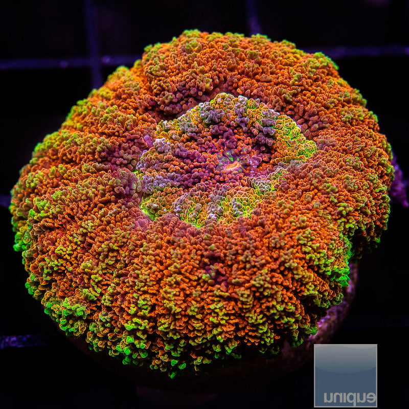 Rare Ultra Croc Island Scoly Wysiwyg product photo from Unique Corals