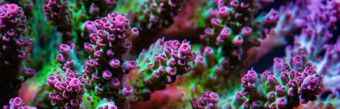 UniqueCorals Coral Viewing Glasses vs MYTENew from Tritonreef-shop.com & more: Which Is Be…