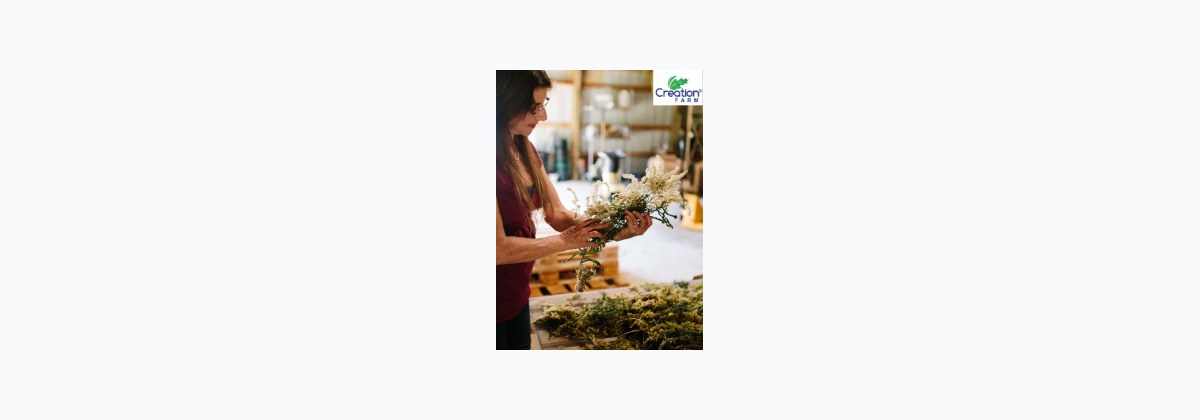 View Anna's New Herb Book - vs Wild Yam Cream & more: Which Is Best?
